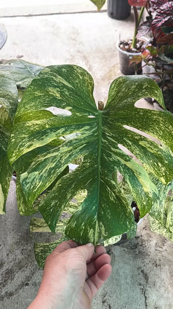 Monstera Mint THICCC thumbnail