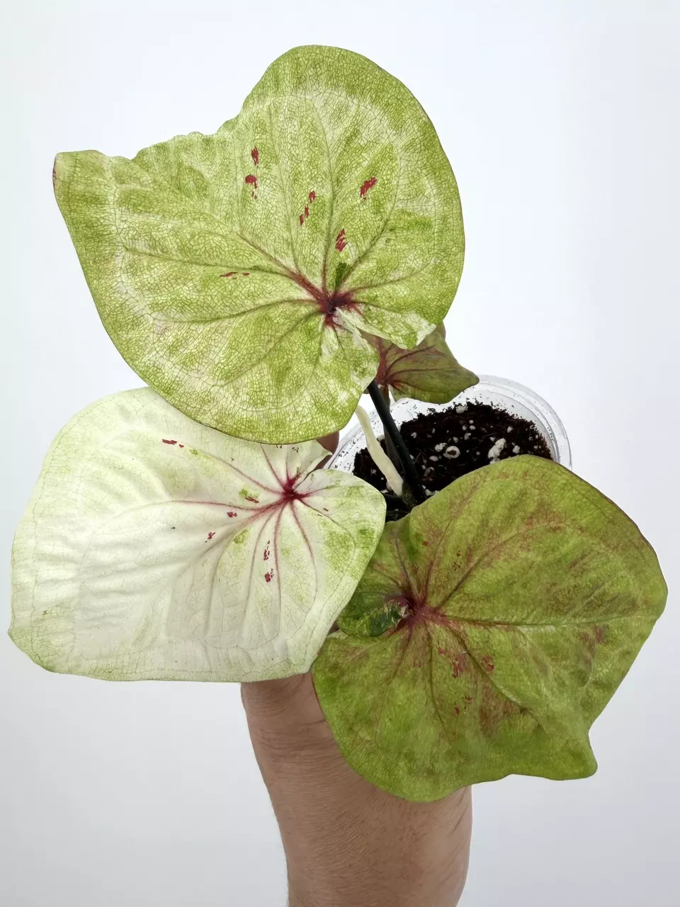 Rare!  Caladium Thai Hybrid Plant # 659 thumbnail