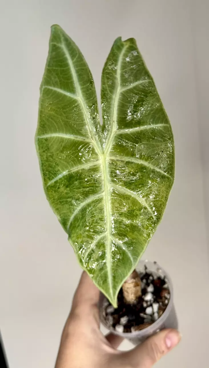 Alocasia Nairobi Nights Mother plant sized thumbnail