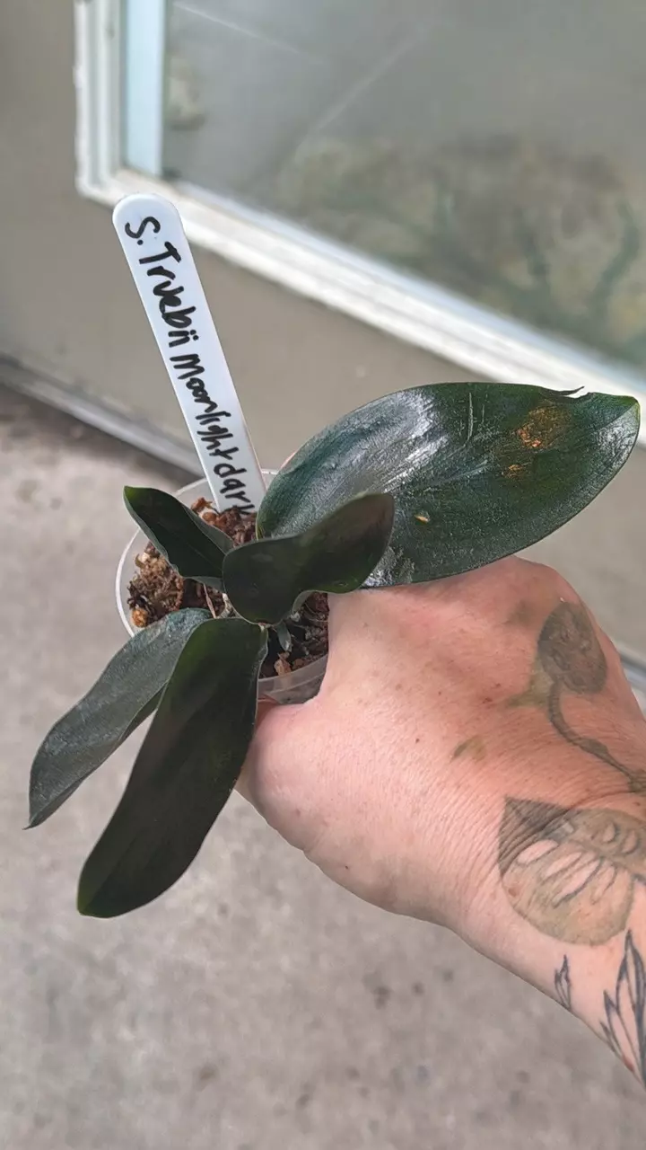 Scinapsus Truebii Moonlight - Dark form thumbnail