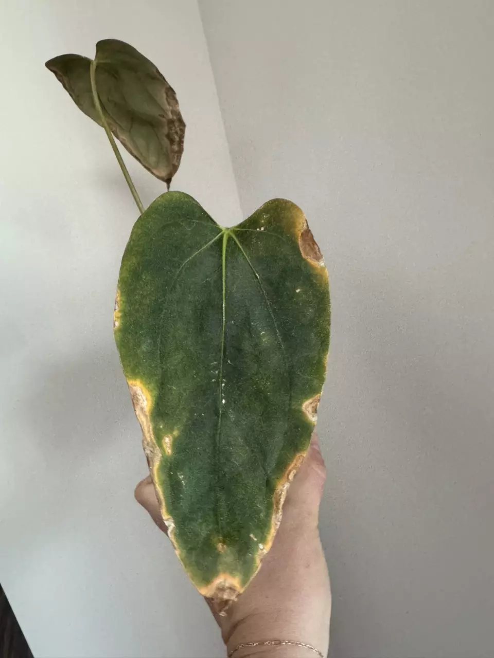 Rehab Anthurium Tezula BVEP x Lago Gatun thumbnail