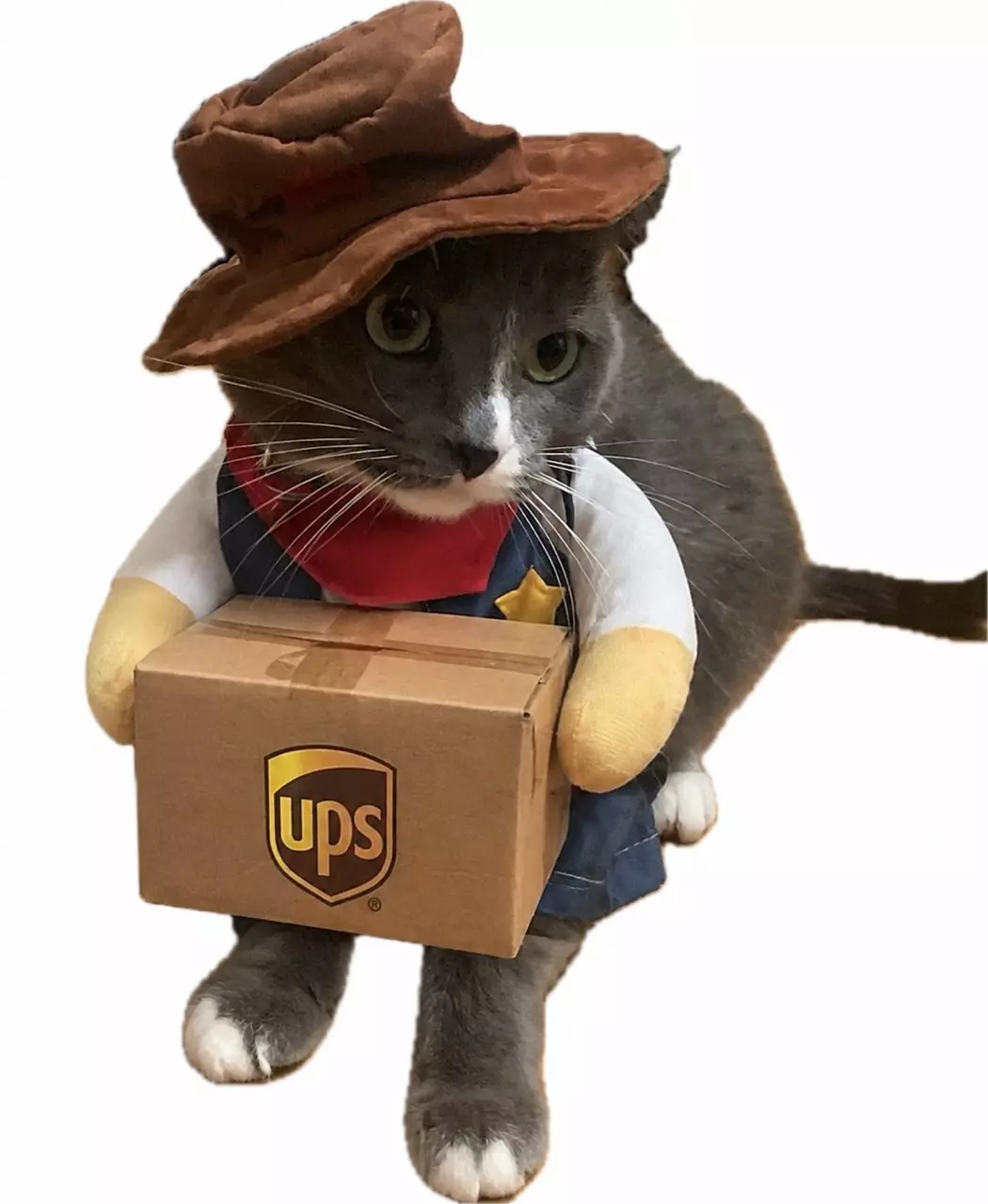 UPS overnight shipping upgrade thumbnail
