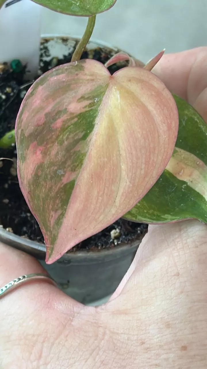 Philodendron Micans Aurea thumbnail