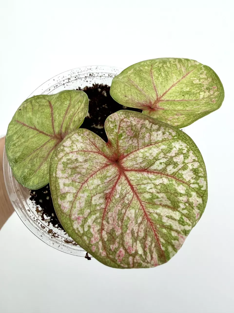 Rare!  Caladium Thai Hybrid Plant # 658 thumbnail