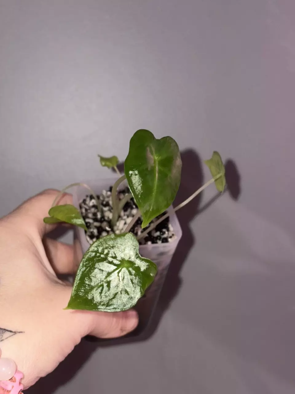 Alocasia Frydek Tattoo pup thumbnail