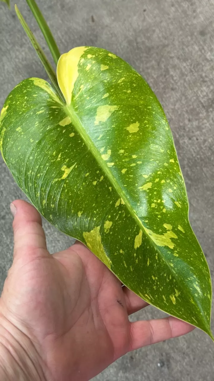 Philodendron Texas Jose Bueno thumbnail