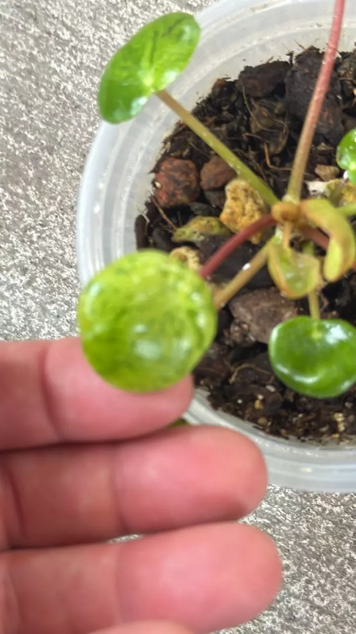 Peperomia Pilea Variegated Mojito thumbnail