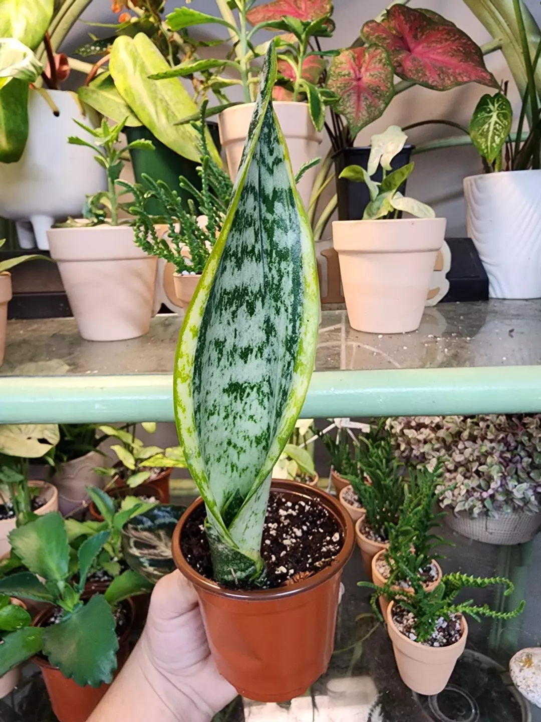 Snake plant thumbnail