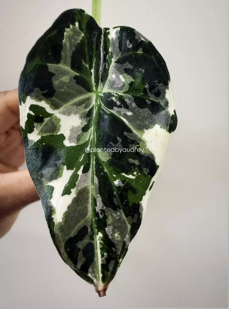 Alocasia Regal Shield Albo thumbnail