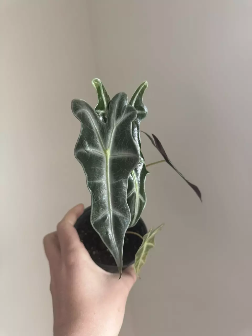 Alocasia Nobilis Silver thumbnail