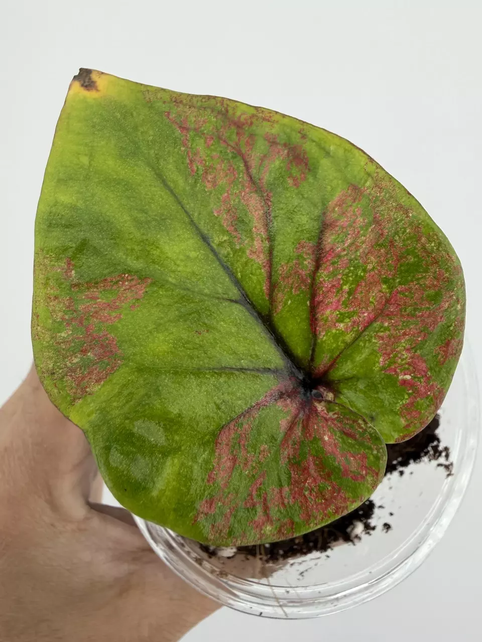 Rare!  Caladium Thai Hybrid Plant # 663 thumbnail