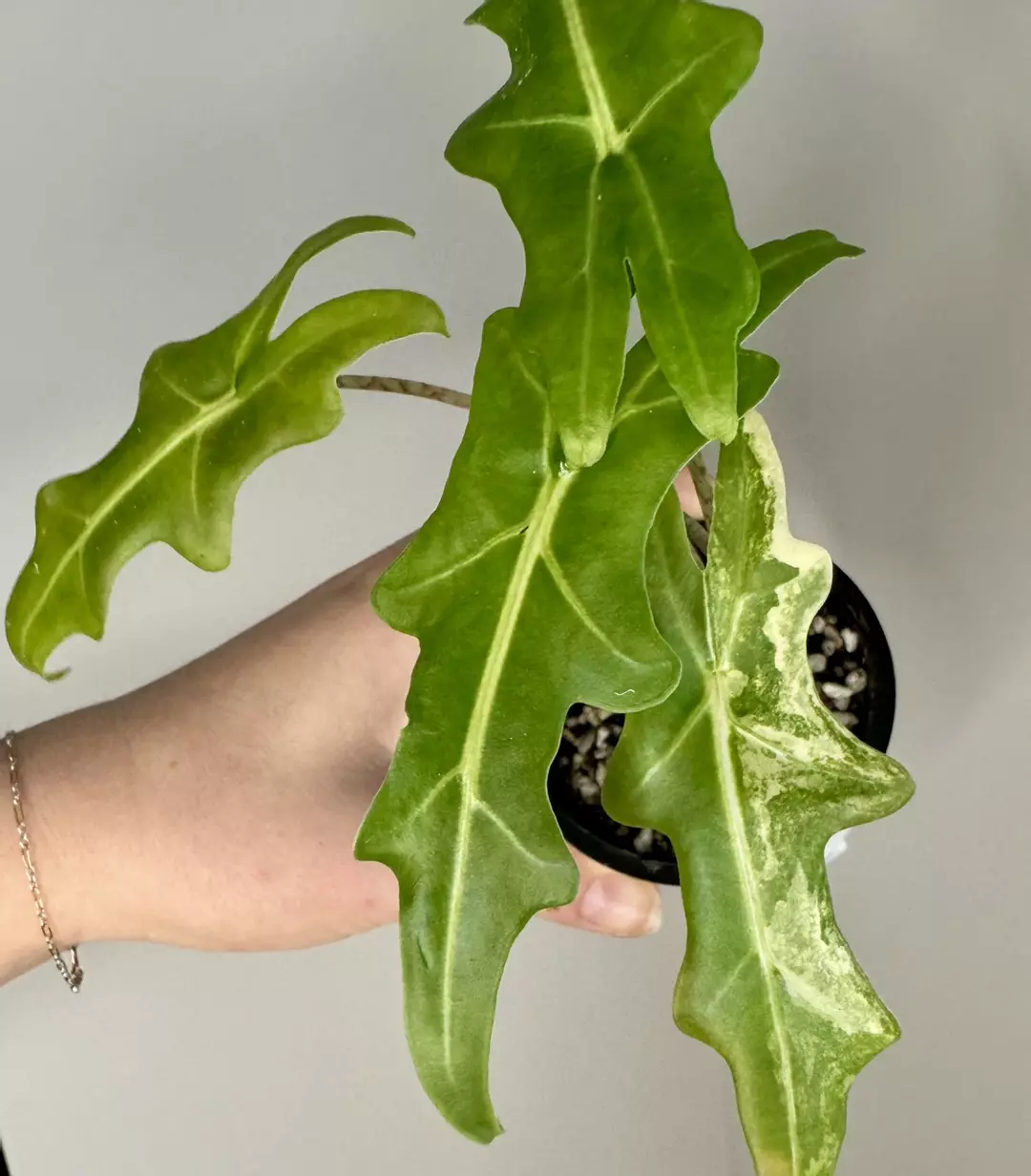 Alocasia Porteii Aurea thumbnail