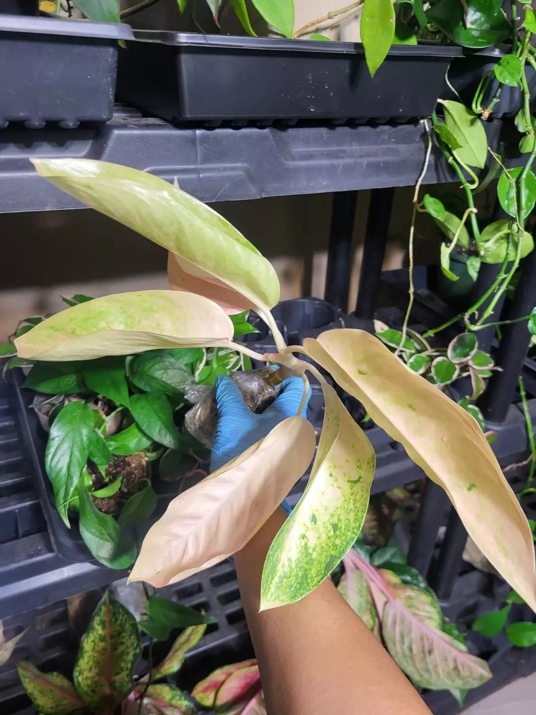 Aglaonema banana (SALE) thumbnail