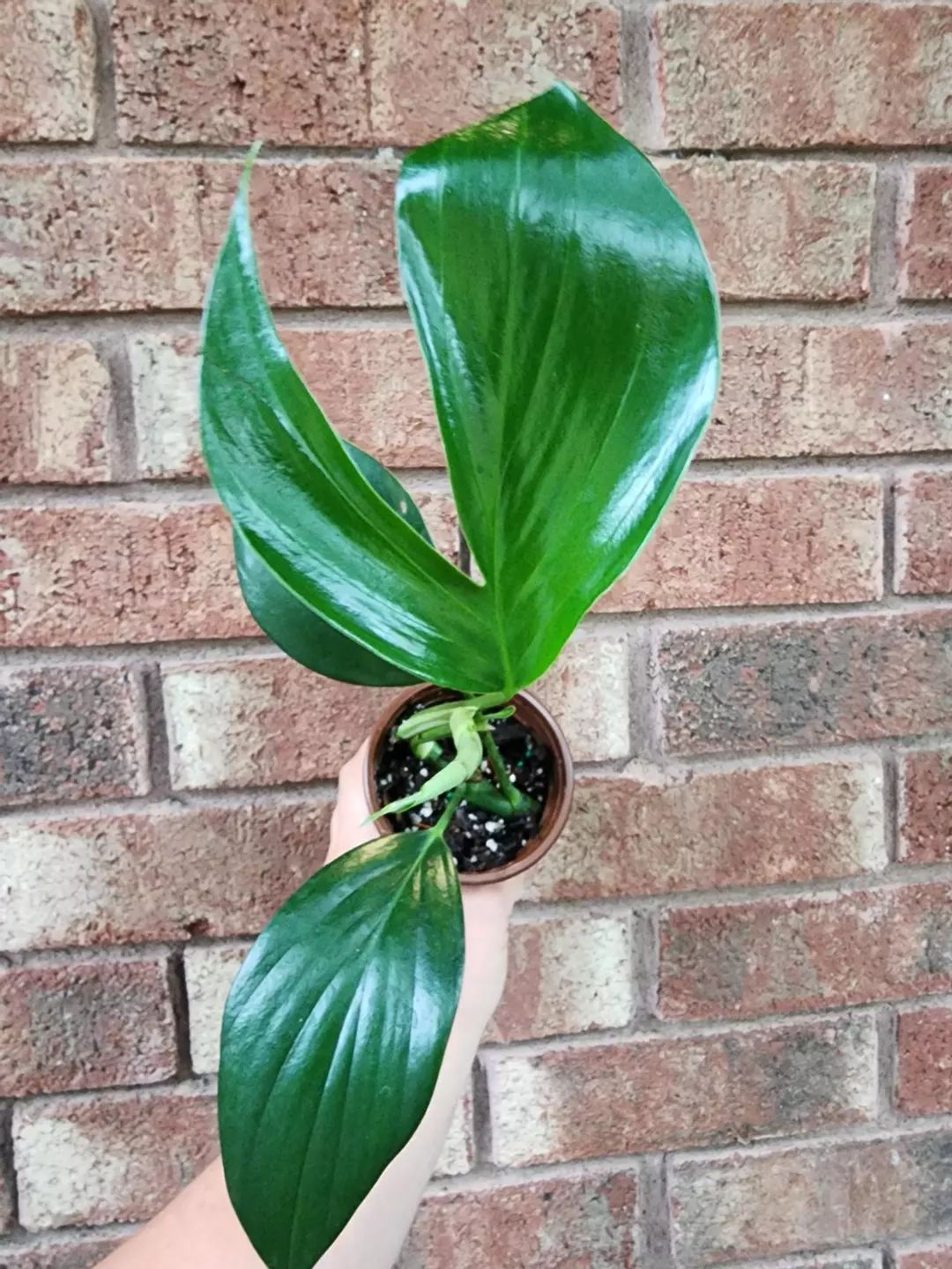 Rhaphidophora dragon tail thumbnail