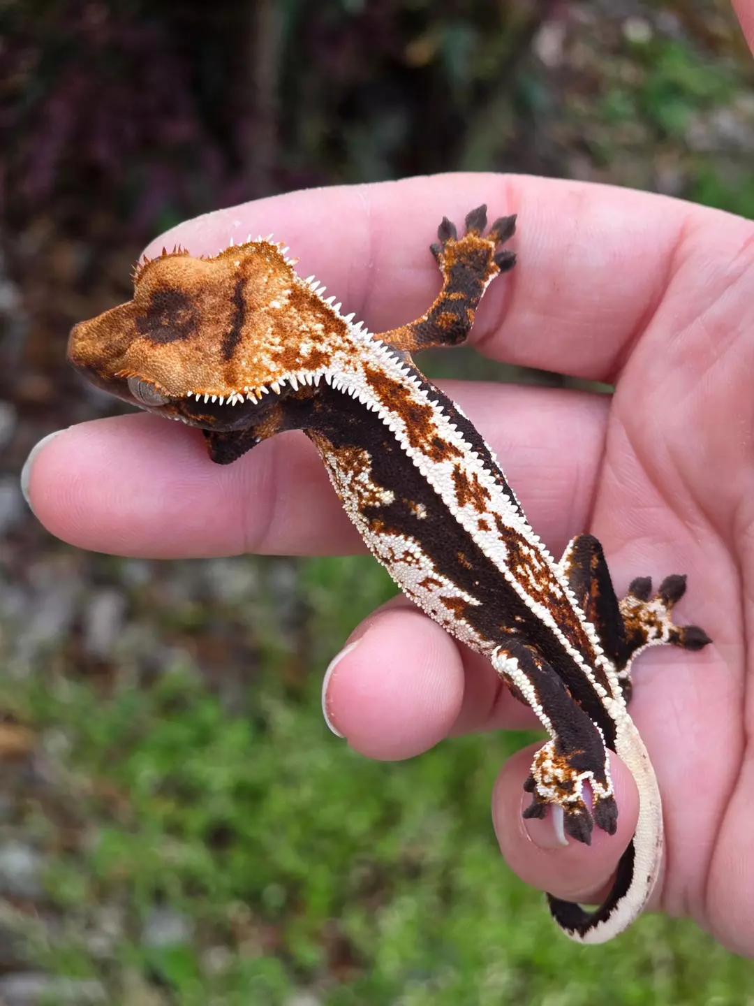 High White Tricolor thumbnail
