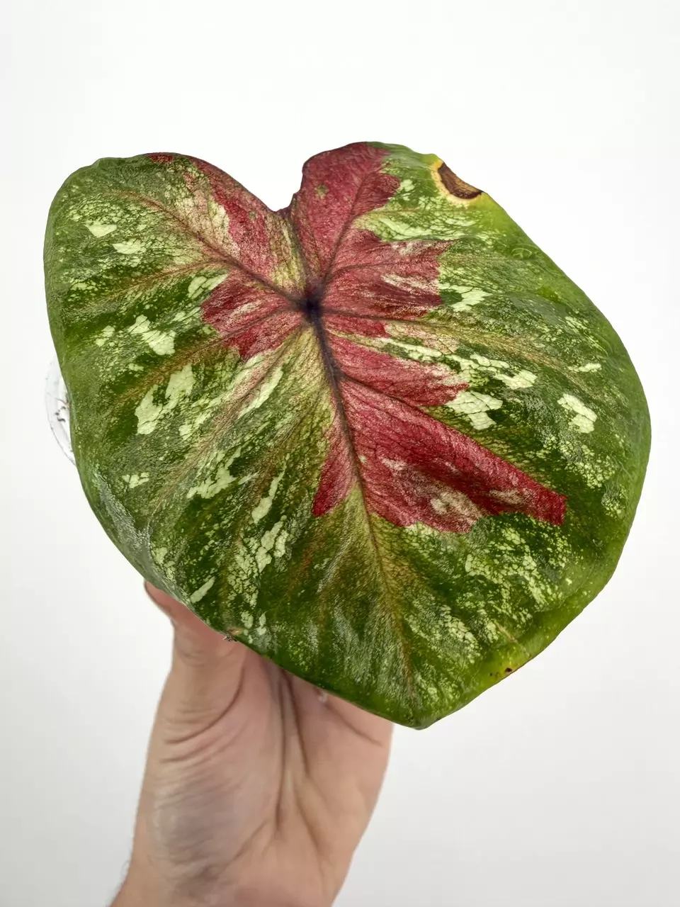 Rare!  Caladium Thai Hybrid Plant # 666 thumbnail