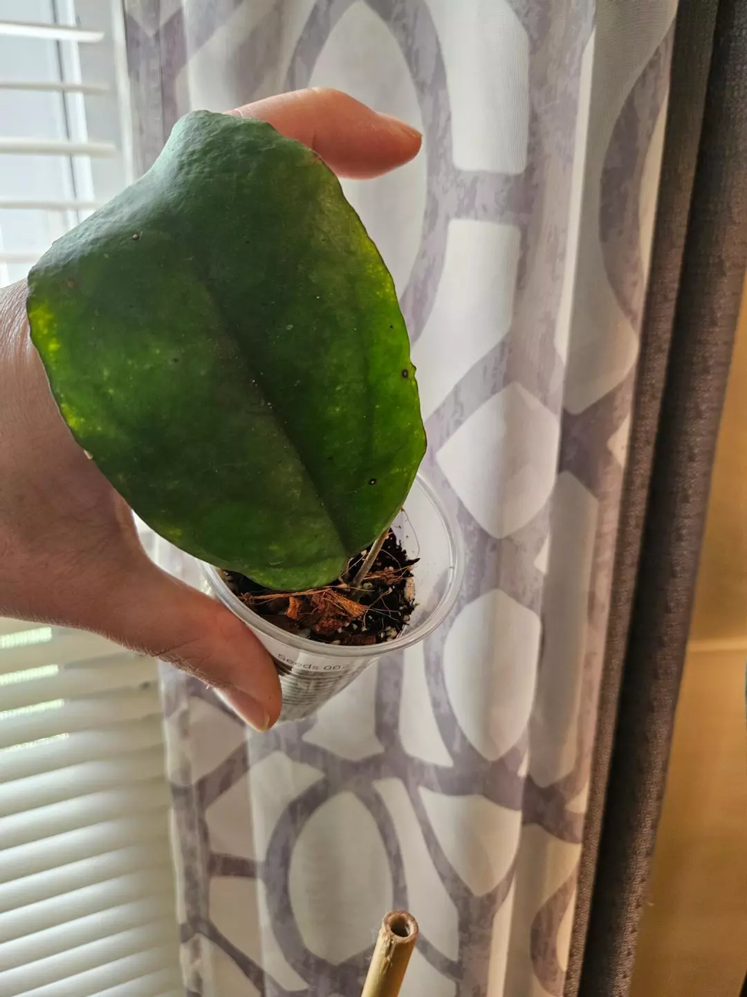 Seeds 002 ugly leaf special #119 thumbnail