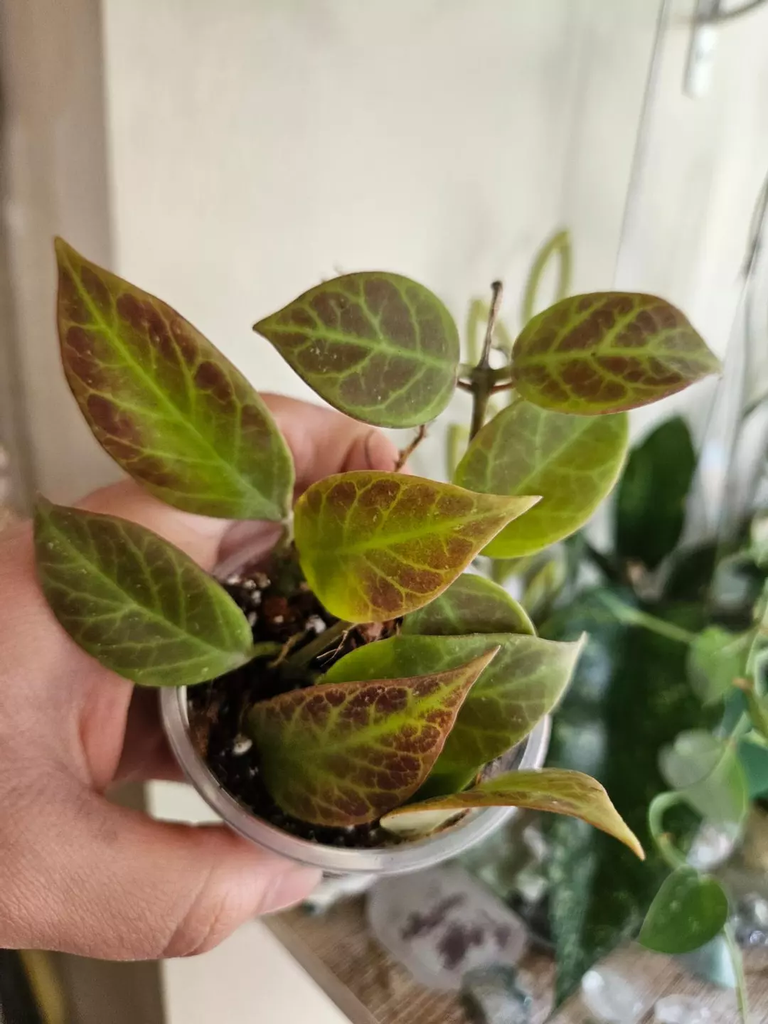 Hoya sunrise #121 thumbnail