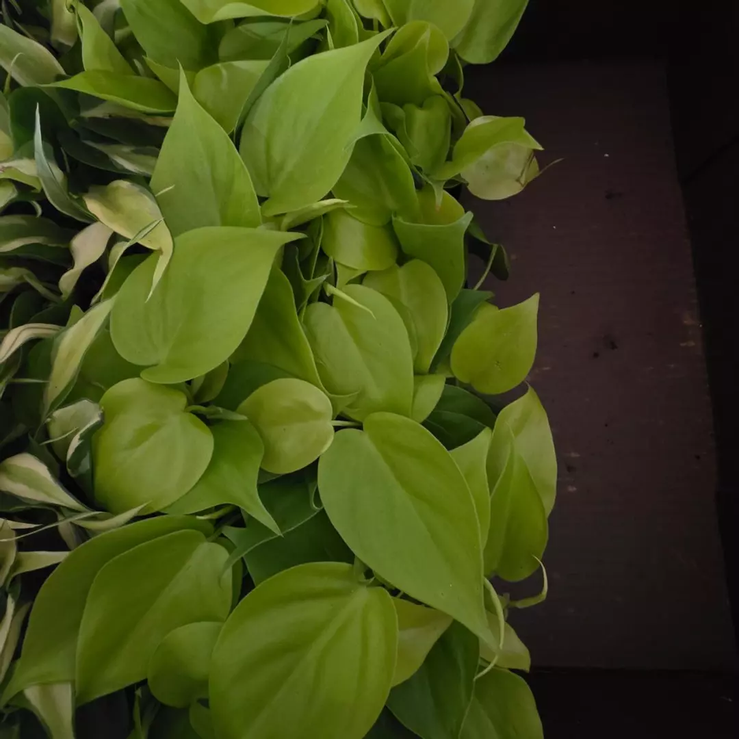 Philodendron lemon lime thumbnail