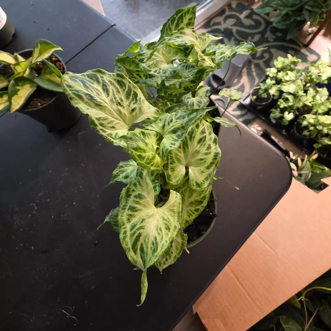 Syngonium batik thumbnail