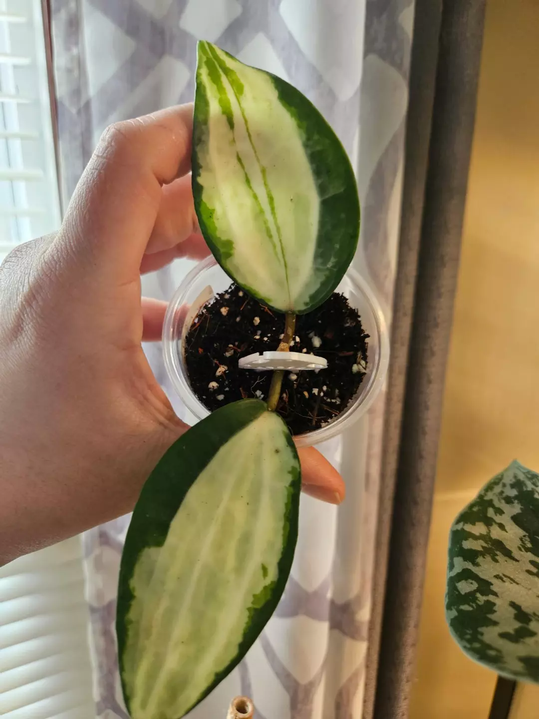 Latifolia queensy 109 thumbnail