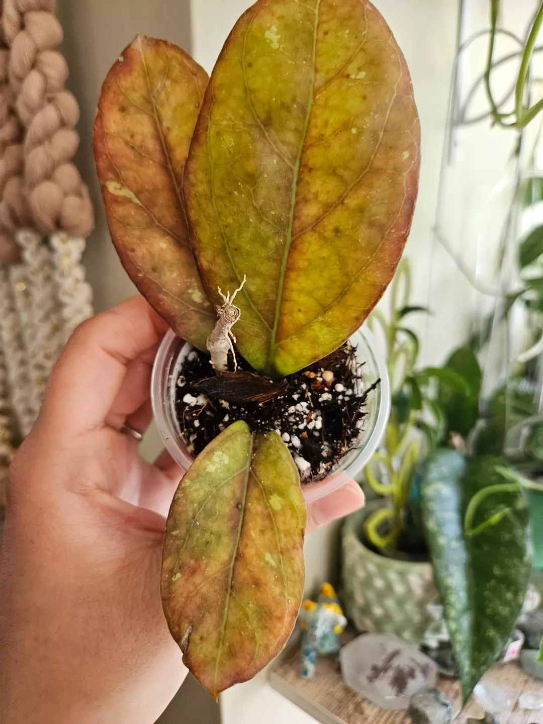 Nervosa x joy sunstressed #95 thumbnail