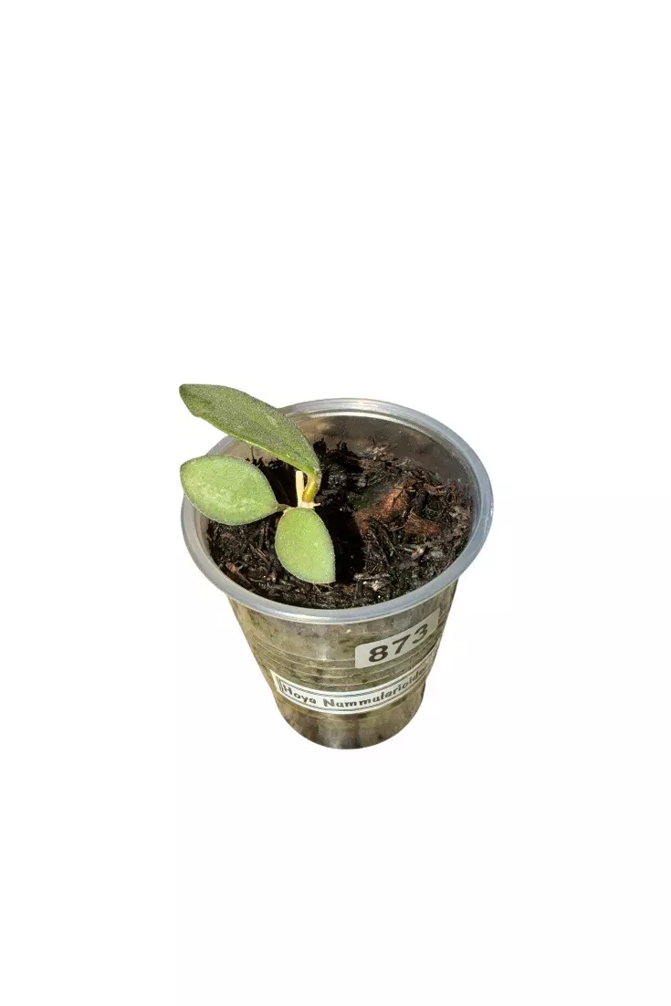 Hoya Nummularioides #873 thumbnail