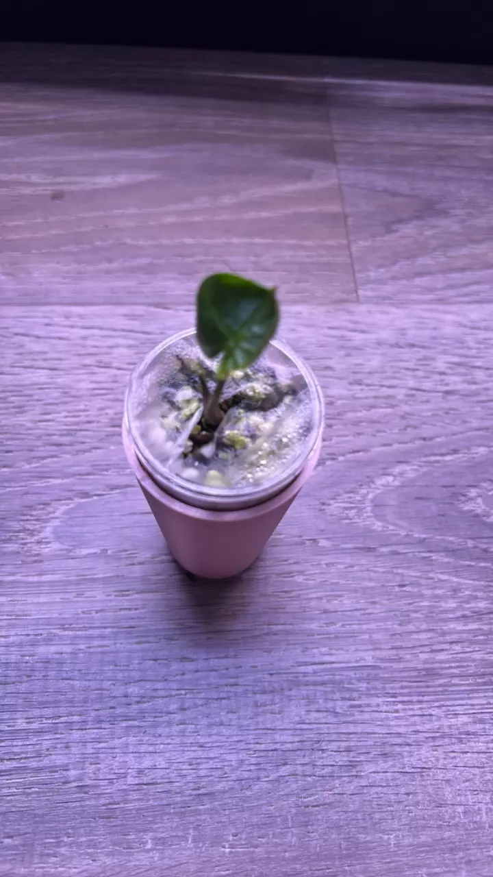 Stingray Aurea sprouted Corm thumbnail