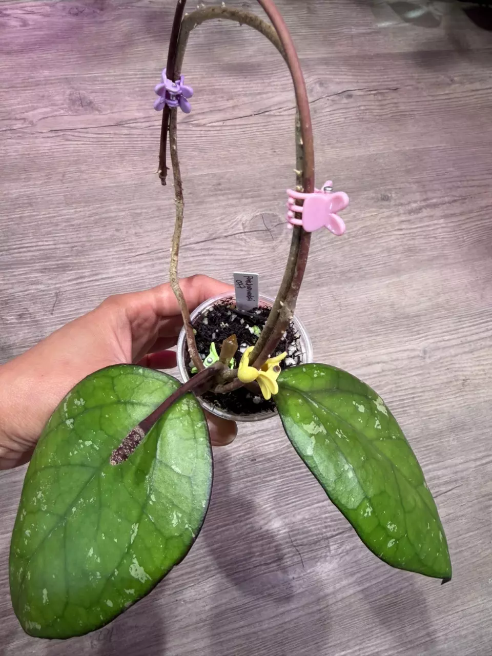 Hoya Patchrawalai 077 thumbnail
