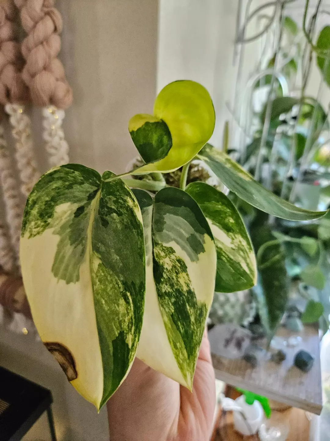 Scindapsus jade satin aurea 117 thumbnail