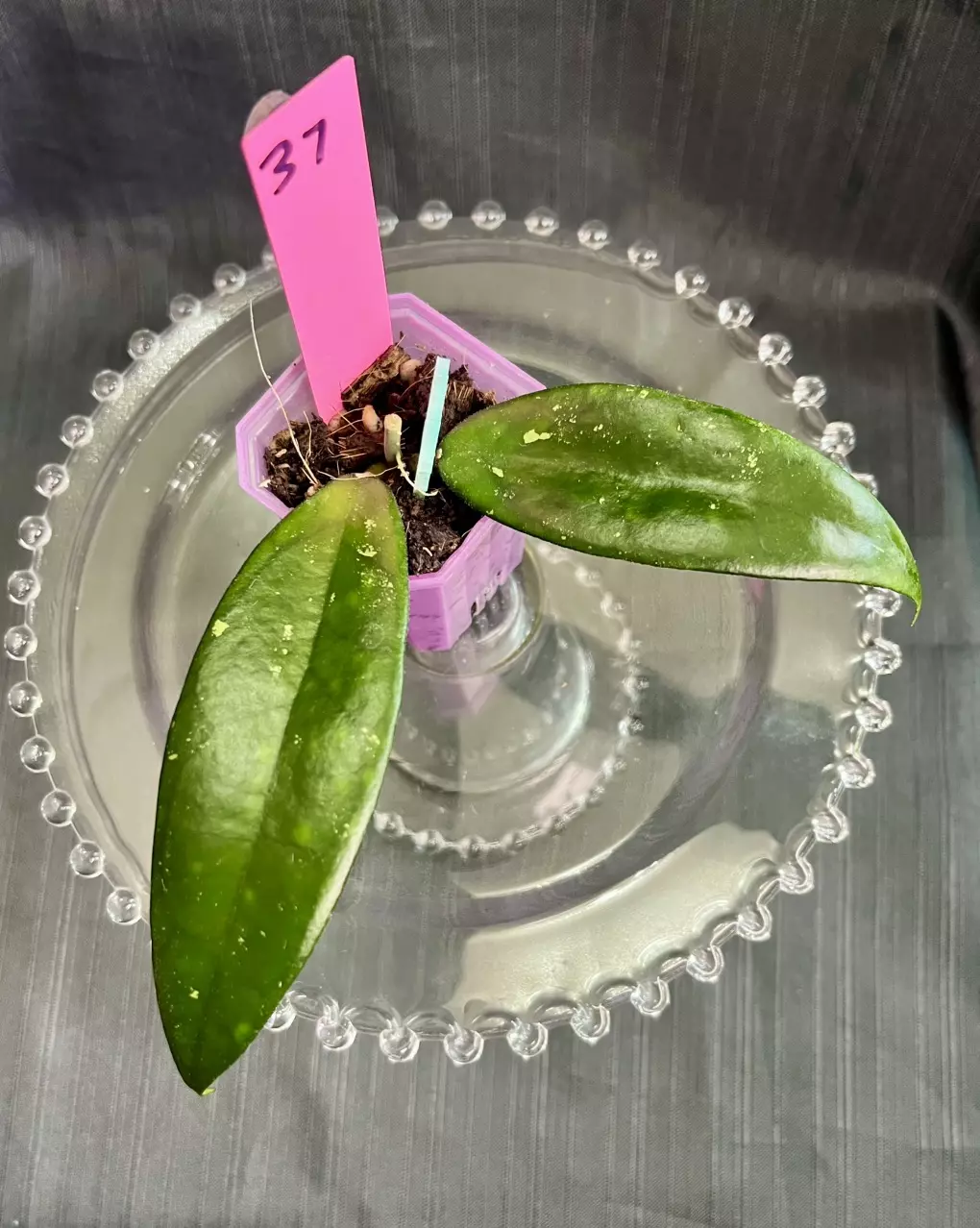 037. H Naga Princess thumbnail