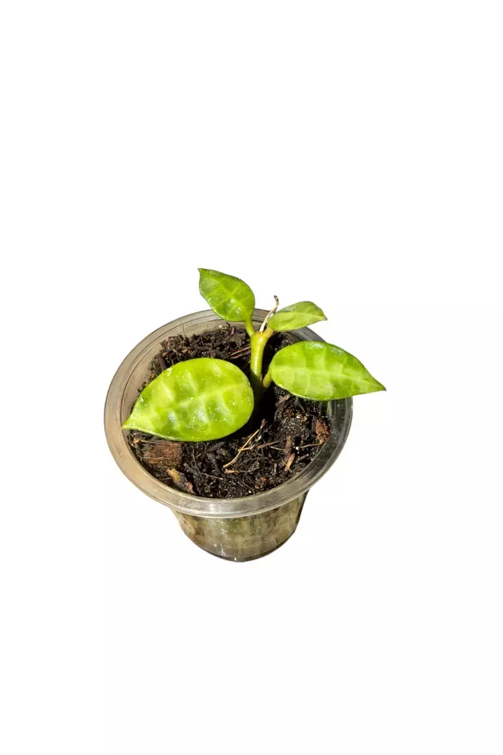Hoya Lacunosa ‘Amarillo’ #877 thumbnail