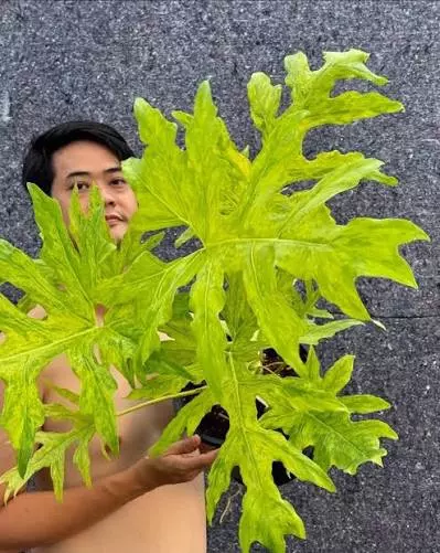 Philodendron warscewiczii tricolor tc 1 pack growers choice thumbnail