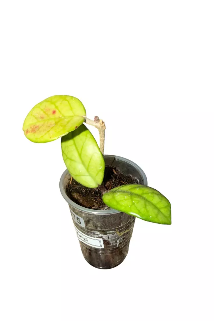 Hoya Fungii #875 thumbnail