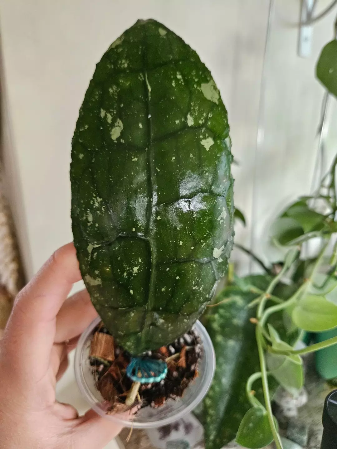 Hoya Clem Noid #115 thumbnail