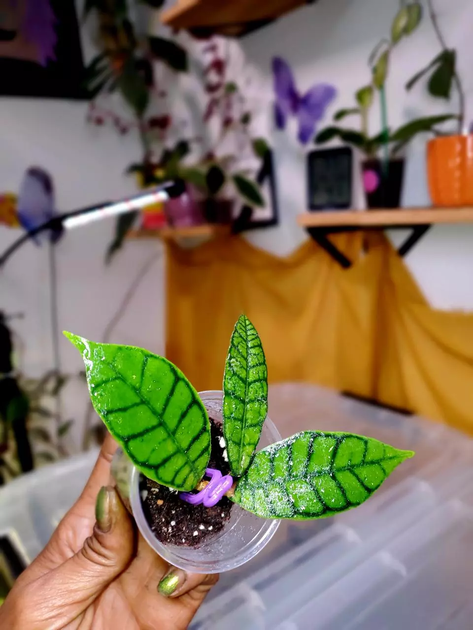 🌱🐈‍⬛ Hoya Callistophylla 'Black Cat' ✨️ Rooted Starter Plant #1 thumbnail