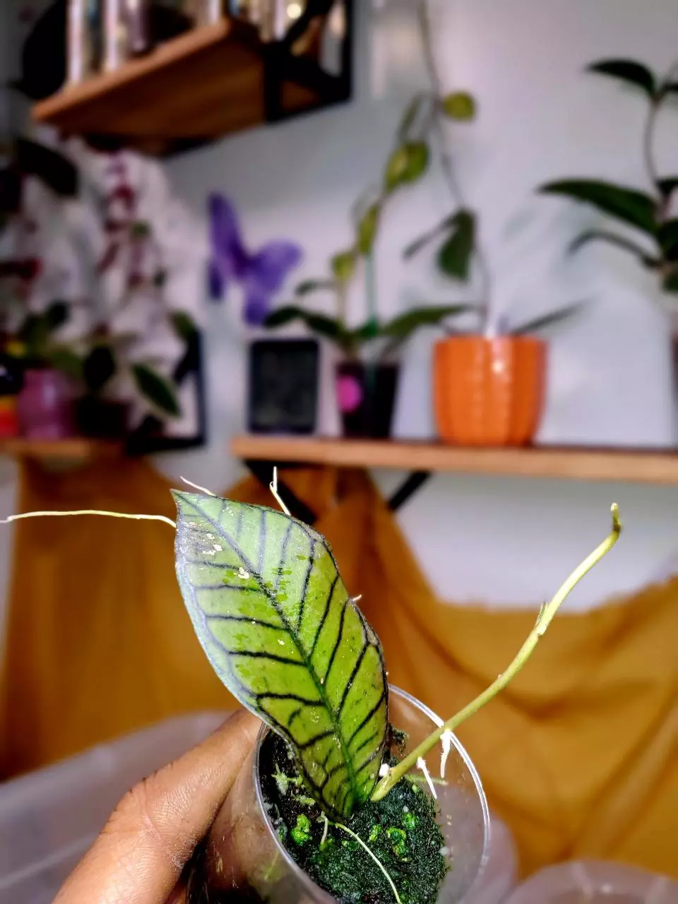 🌱 Hoya Gunung Gading ❤️‍🔥 Rooted Cutting thumbnail