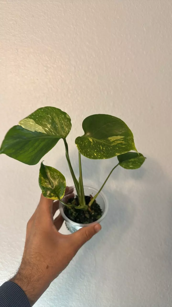 Monstera Electrolyte thumbnail