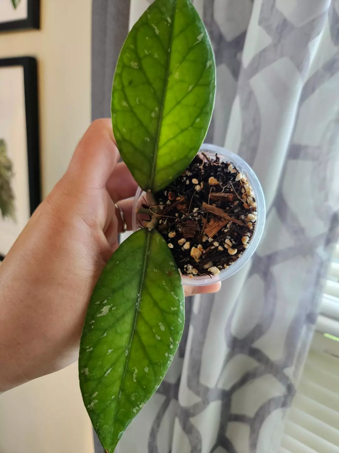 Hoya sp. Gumpang AA004 thumbnail