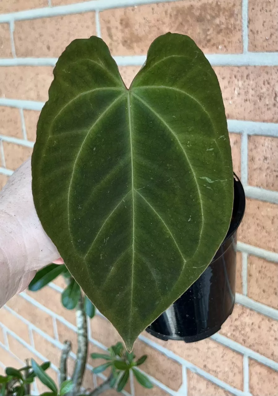 Anthurium Fort Sherman x Crystal thumbnail