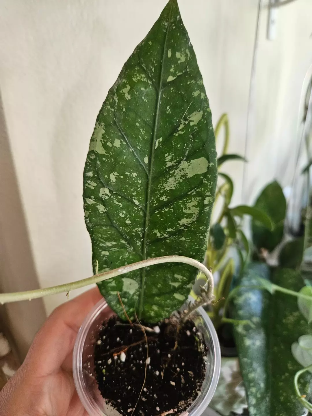 Aceh lost tag thumbnail