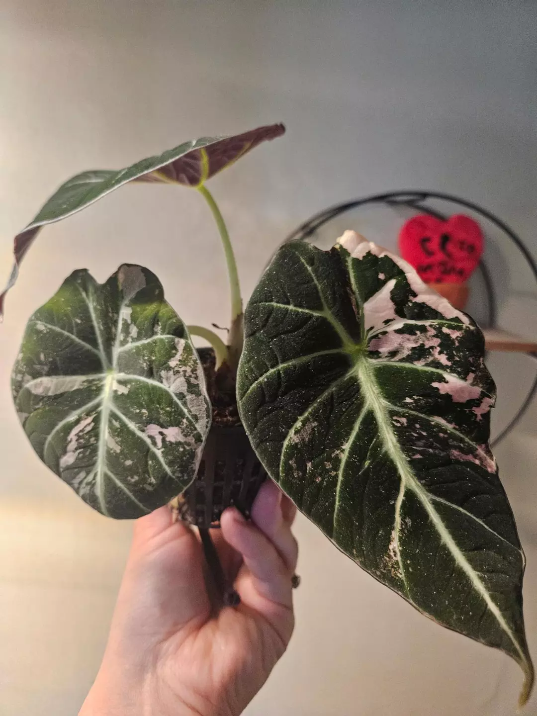 Alocasia pink black velvet CORM thumbnail