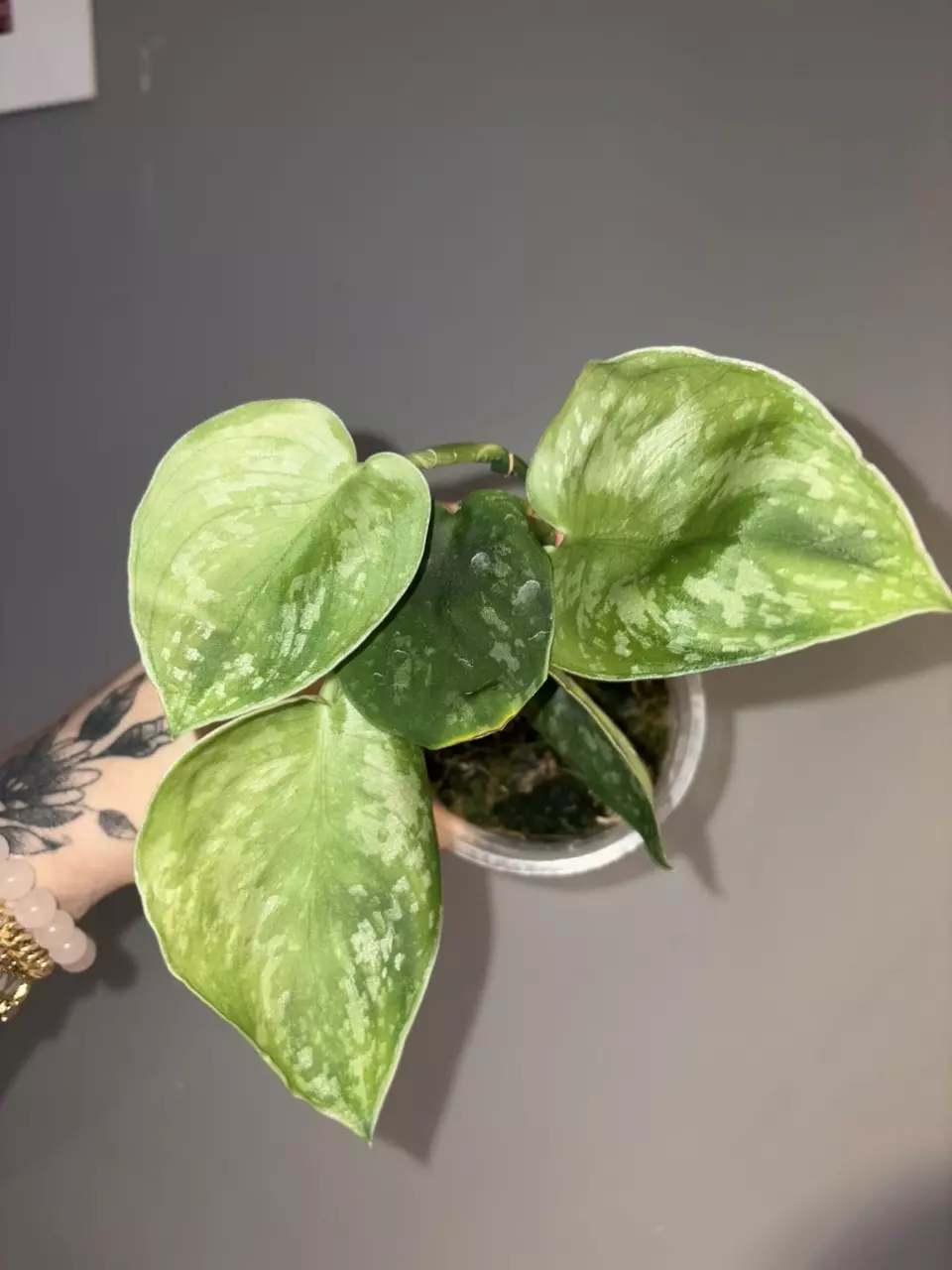 Scindapsus Tembaga thumbnail