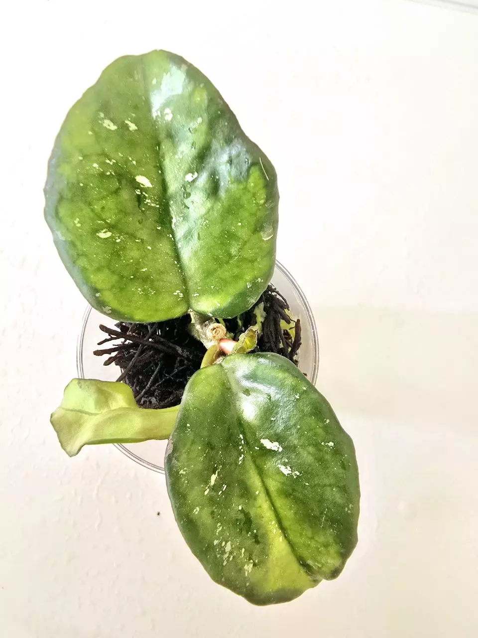 Hoya Carnosa Freckles Inner Variegated thumbnail