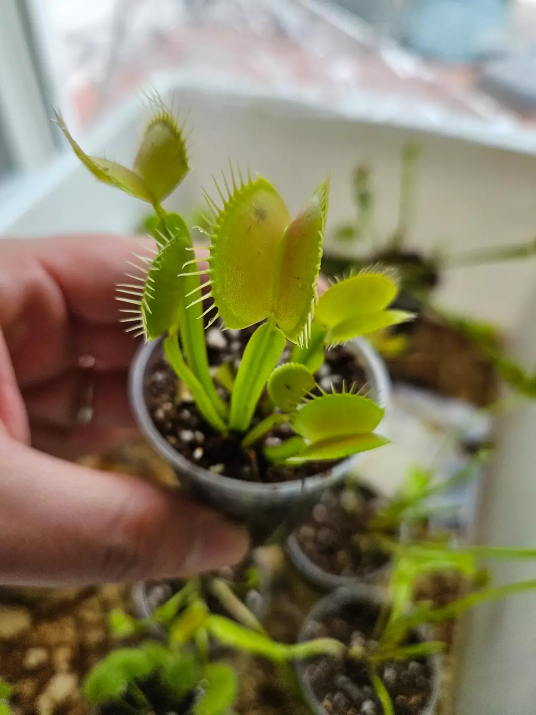 Diorama muscipula Venus flytrap thumbnail