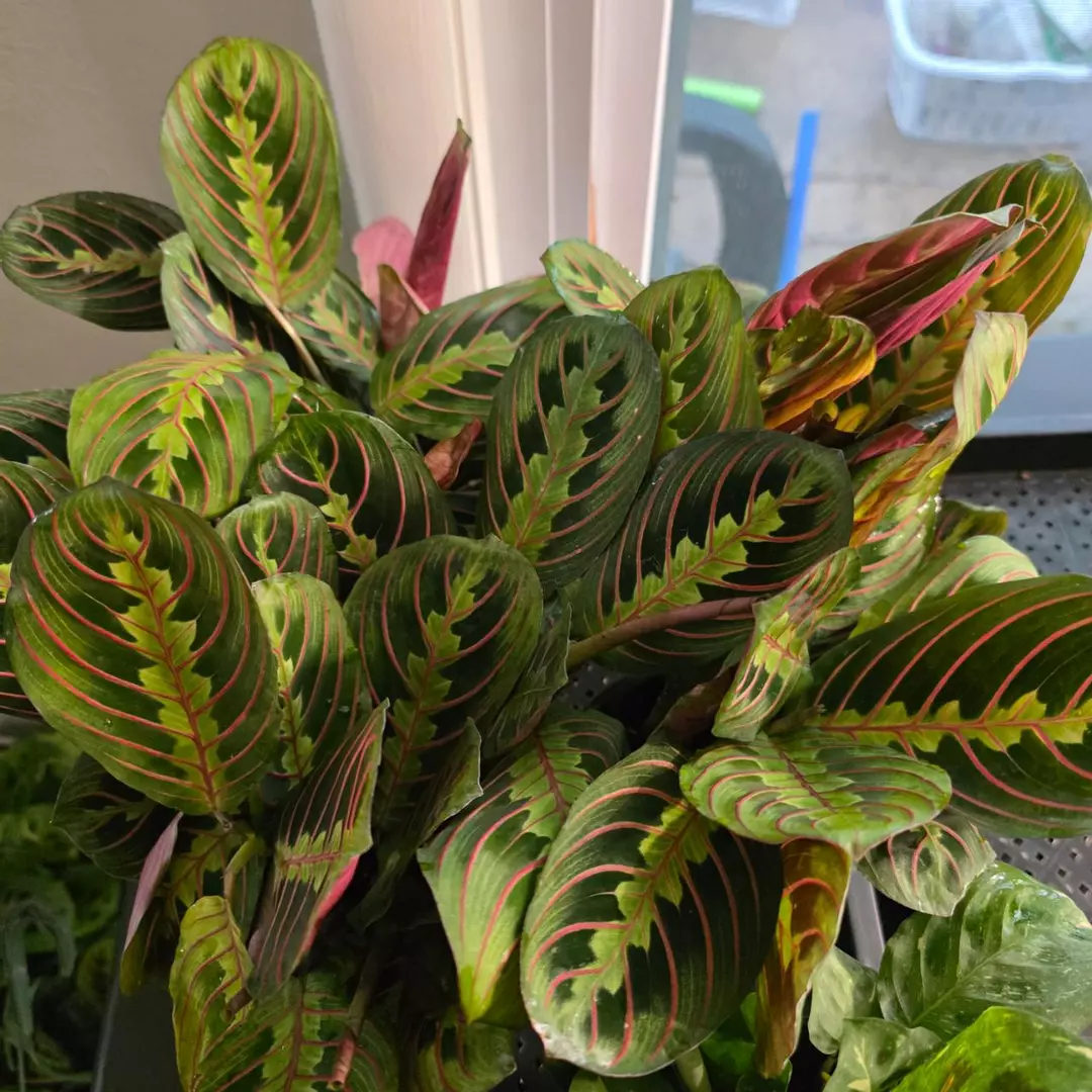 Maranta Red thumbnail
