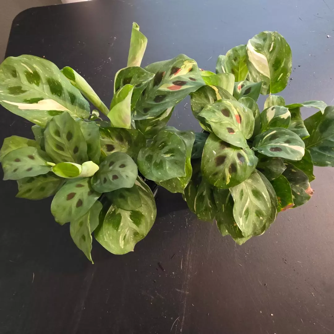 Maranta beauty Kim thumbnail