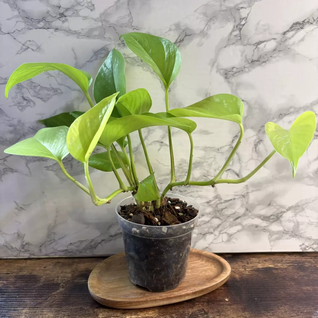 Rehab: Neon Pothos 4” thumbnail