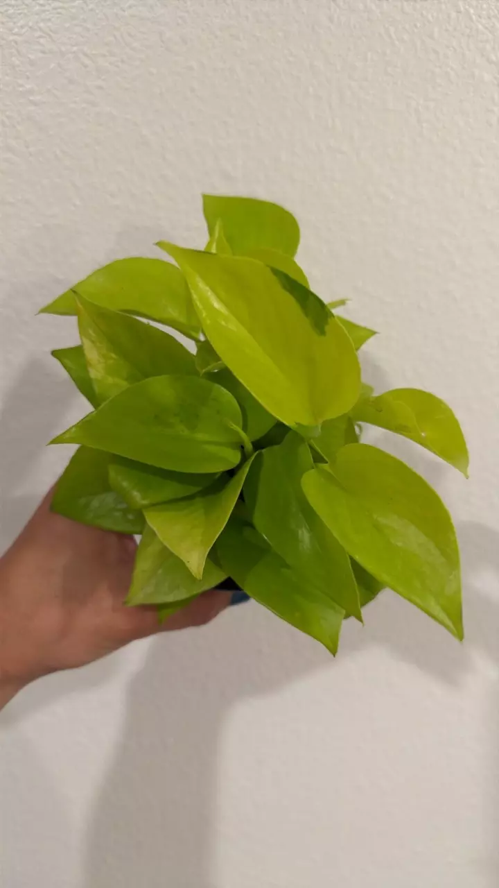 Pothos Neon 4” GC thumbnail