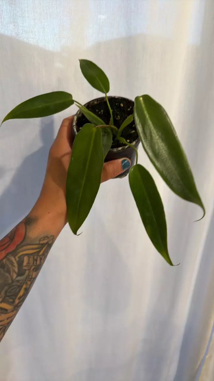 Philodendron Spiritus Sancti 4” GC thumbnail